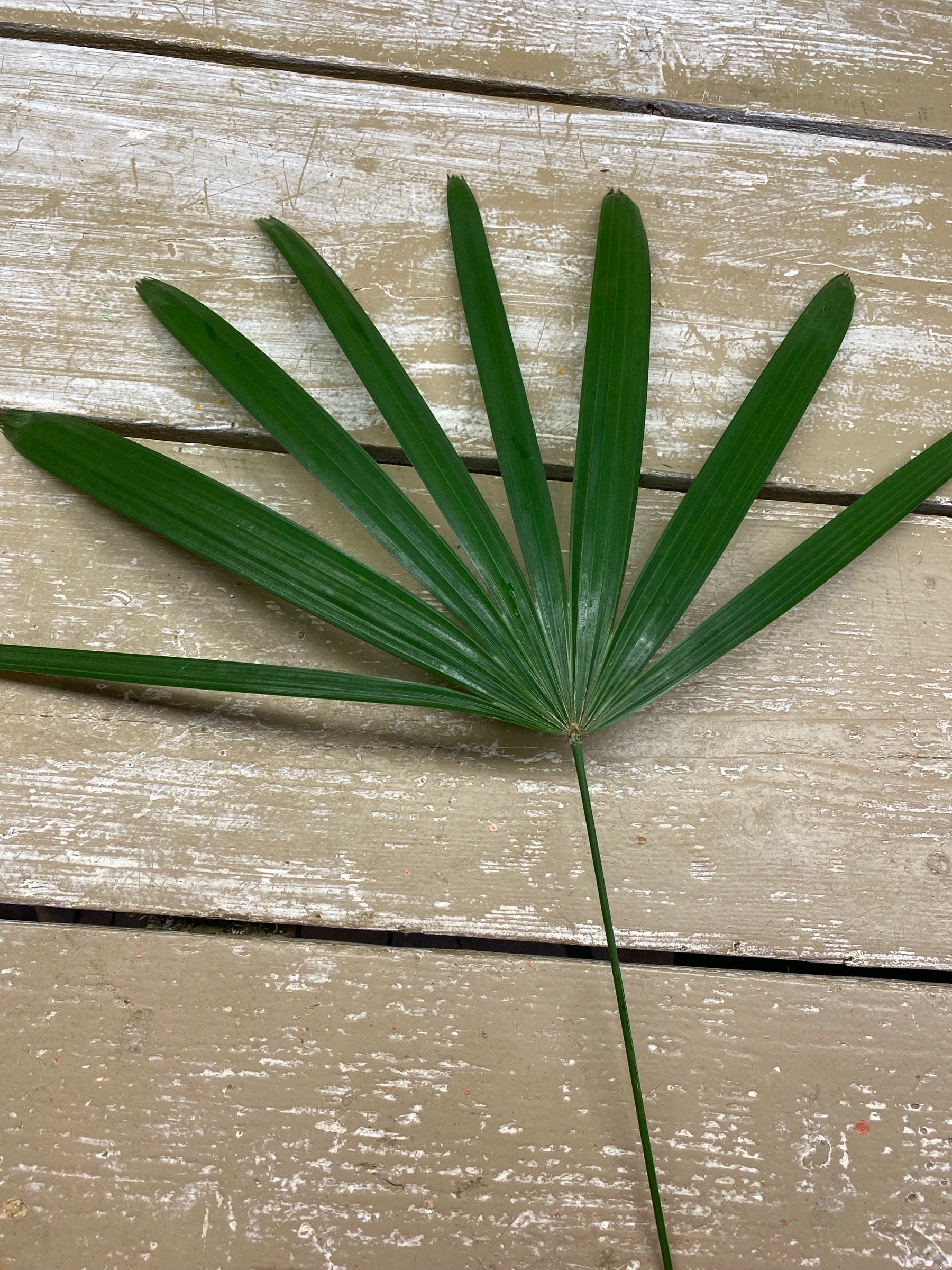 Chaemerops, palm blad, per 1 stuks
