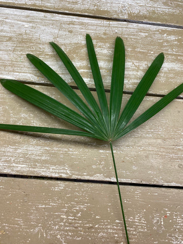 Chamaerops, palm blad, per 1 stuks