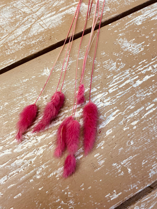 Lagurus, lagura, droogbloem, fel roze, per 10 stuks