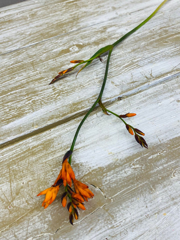 Crocosmia bloeiend, oranje, per steel