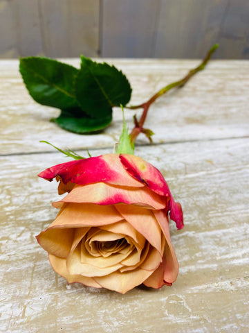 Roos, antiek / oud roze, Cloony, per stuk