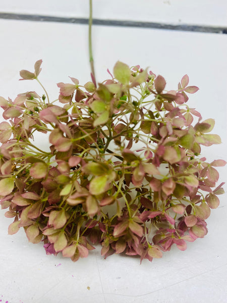 Hortensia Hydrangea, Annabelle, klein, door gekleurd roze, per 1 stuk