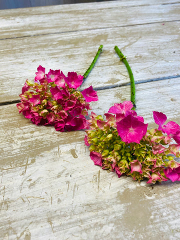Hortensia Hydrangea, klein, roze/groen, per stuk