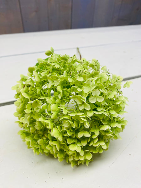 Hortensia Hydrangea, Annabelle, door gekleurd lichtgroen, per 1 stuk