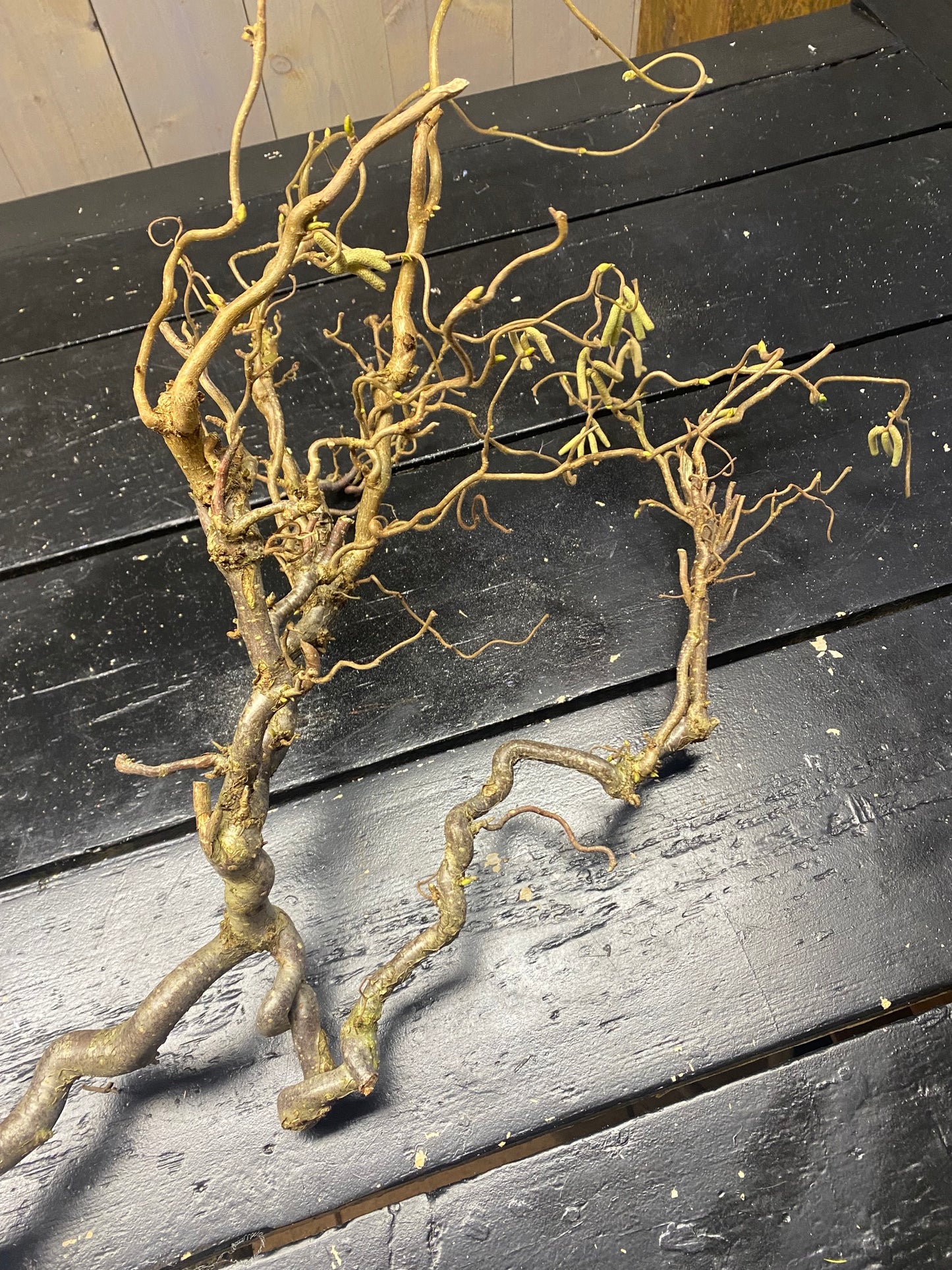 Corylus tak, kronkeltak, Hazelaar, vertakt maxL50cm, per stuk