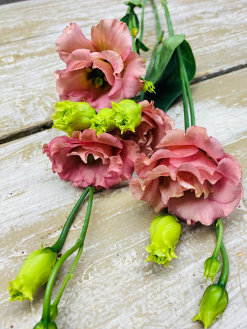 Eustoma, zalm, per steel