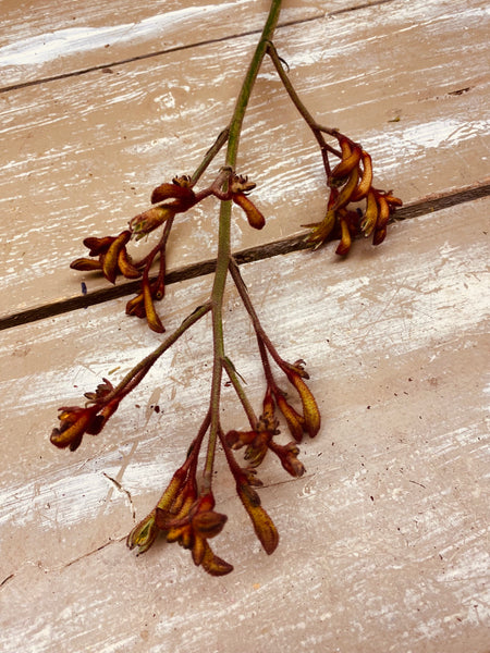 Kangeroe pootje, Anigozanthos, oranje, per steel