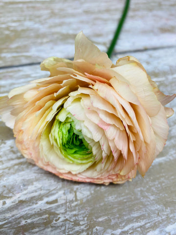 Ranunculus, ranonkel zalm, Cloony, per steel