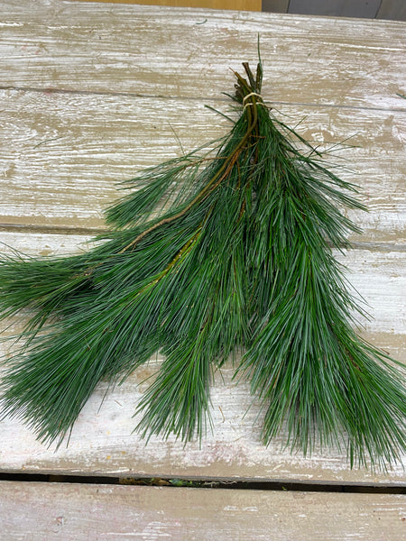 Kiefer, Pinus, per bos, ±14 stelen