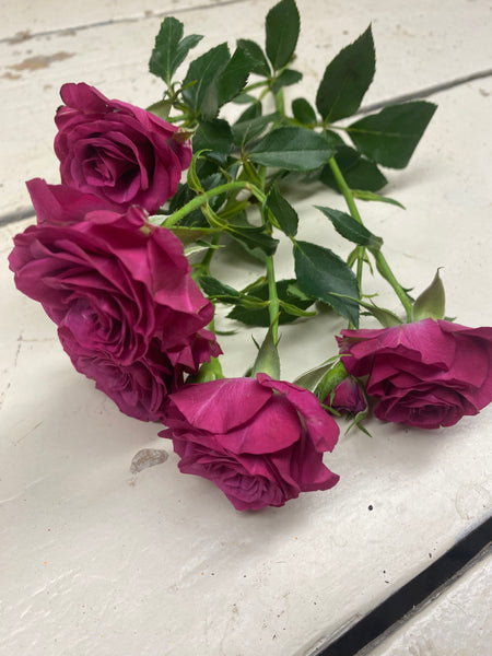 Trosroos fuchsia, per steel