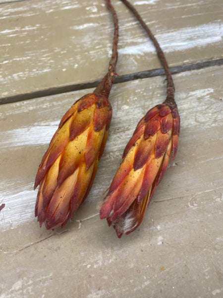 Protea pendula, gedroogd,rood / oranje, per stuk