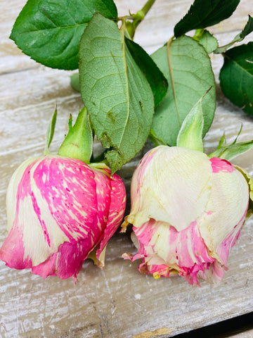 Roos, Fiesta, gemeleerd geel/roze, per stuk