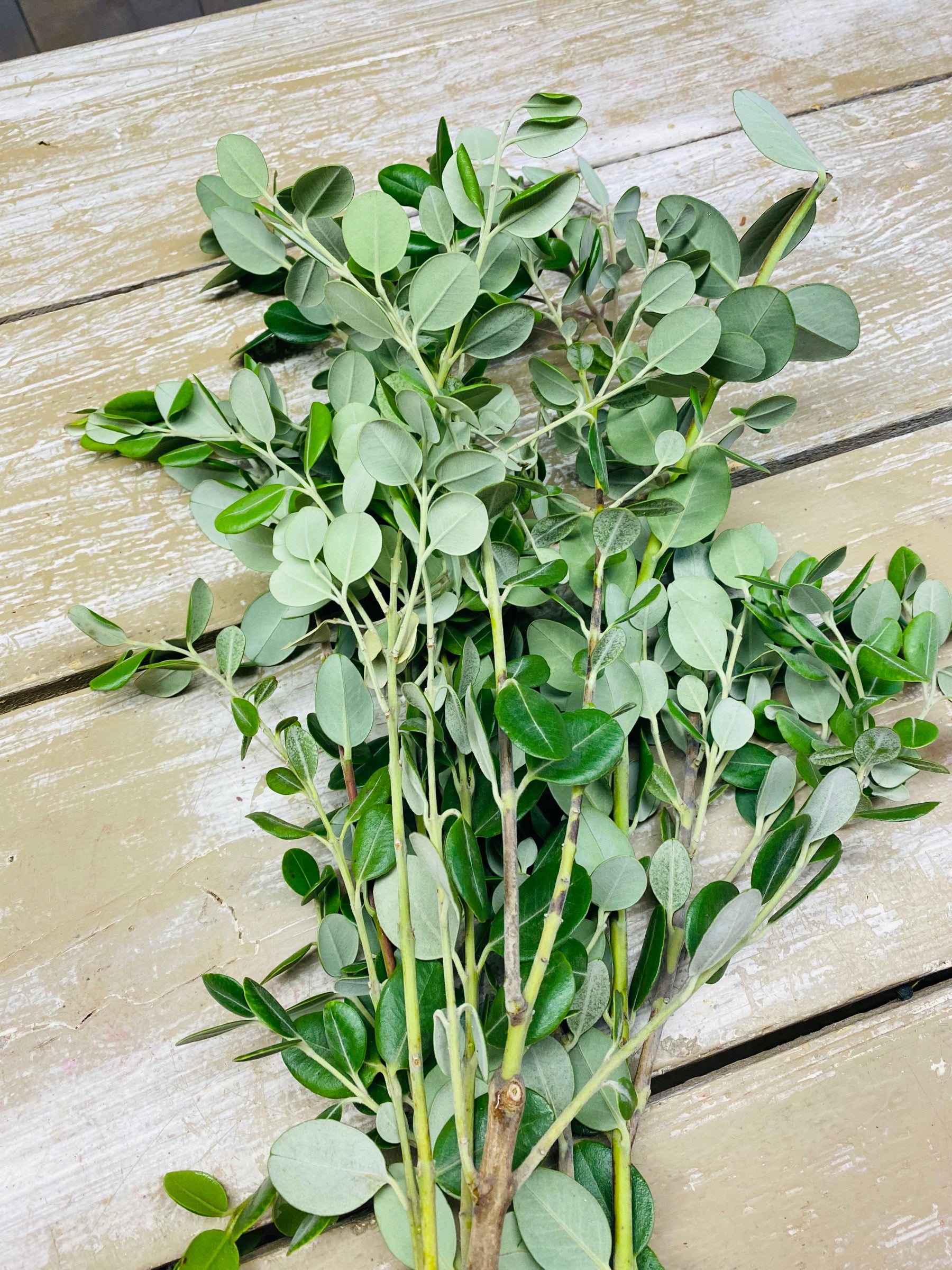 Pittosporum, Ralphi, per 5 stelen – LiliVerde
