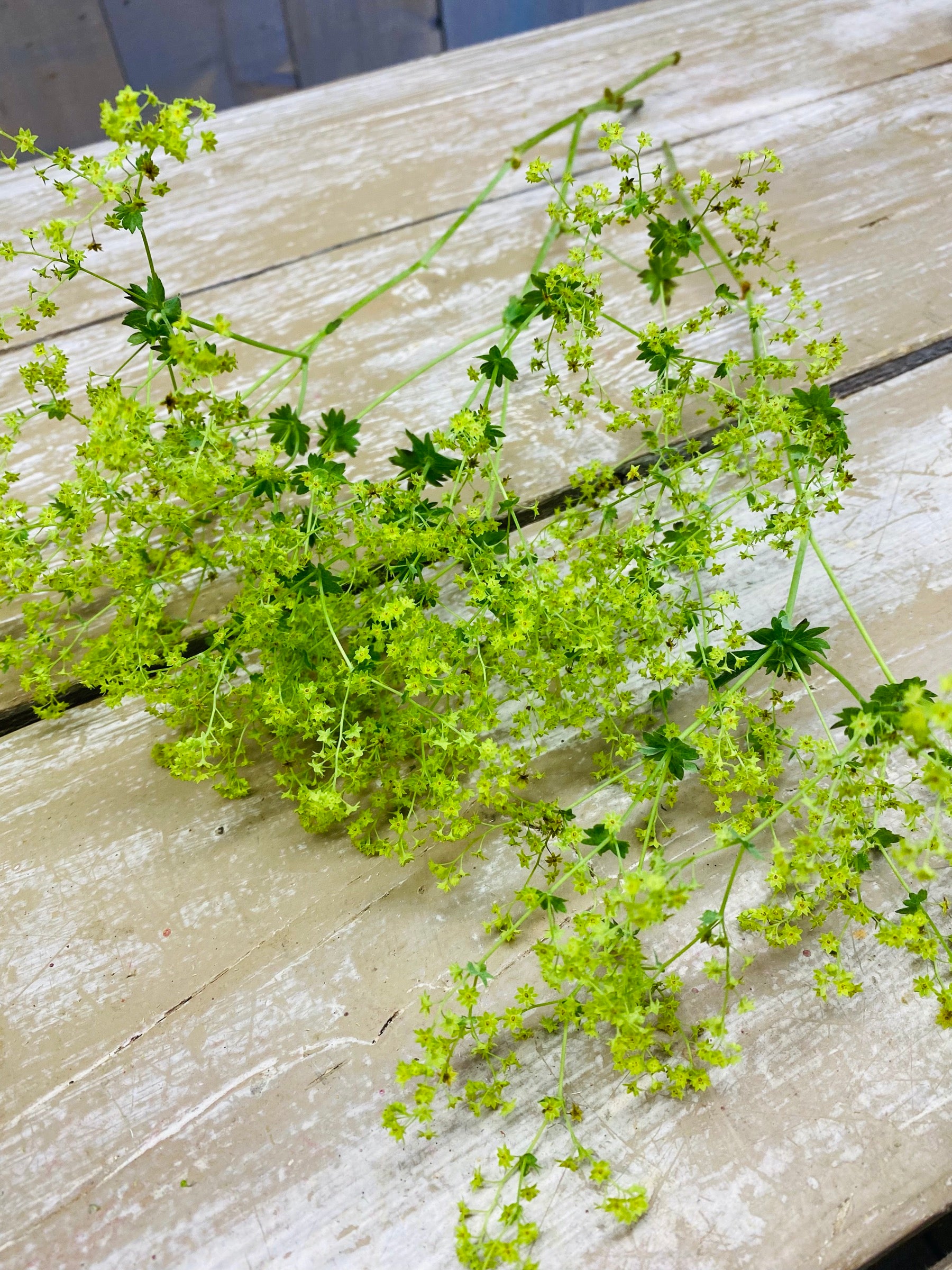 Alchemilla Mollis, Vrouwenmantel, per 3stuks