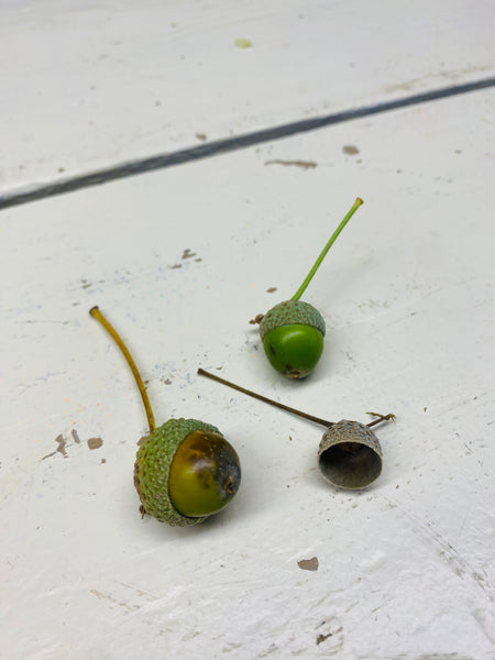 Eikel dopjes, eikel hoedjes, per 3 stuks