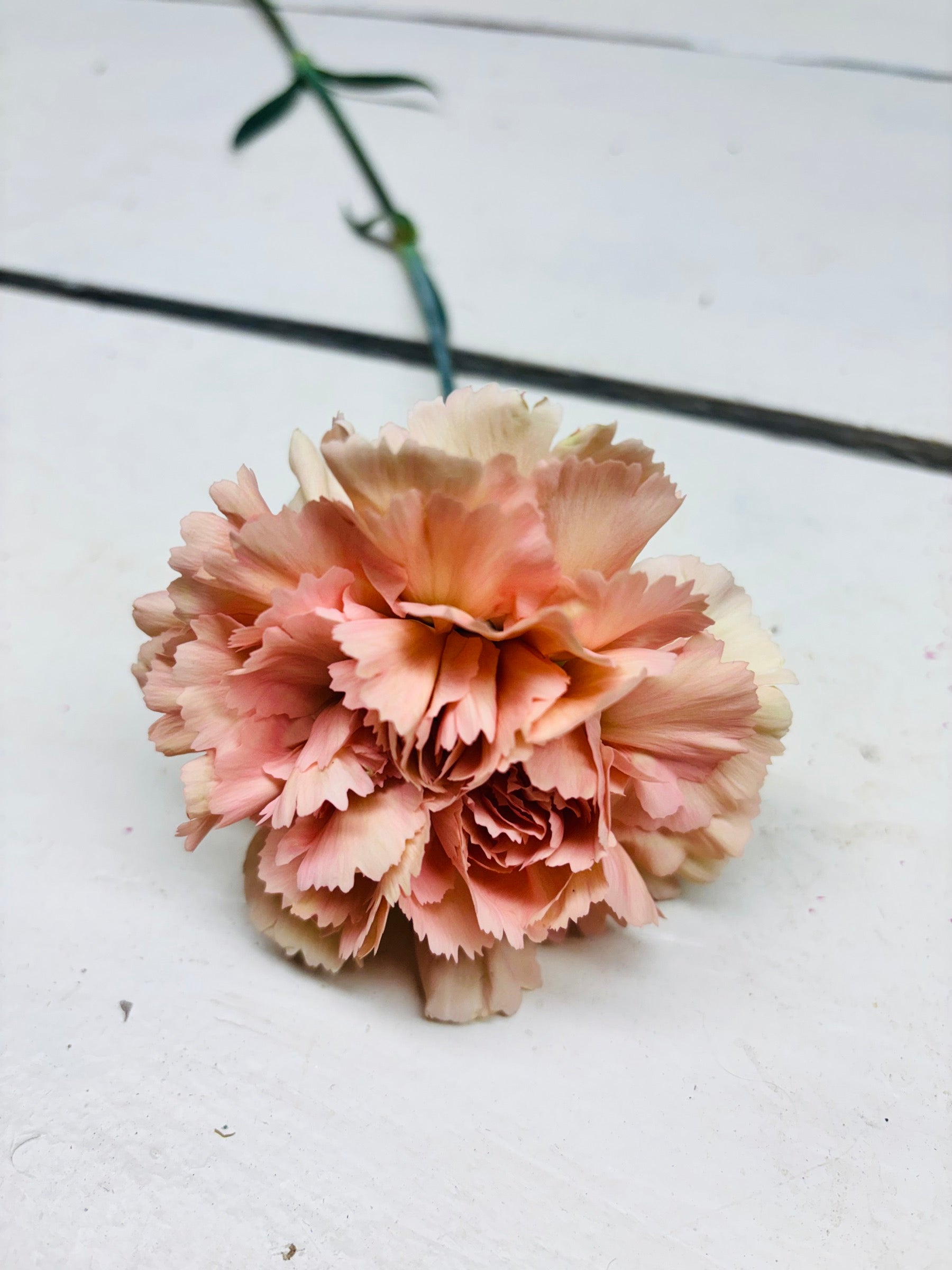 Anjer, zalmkleurig, per stuk