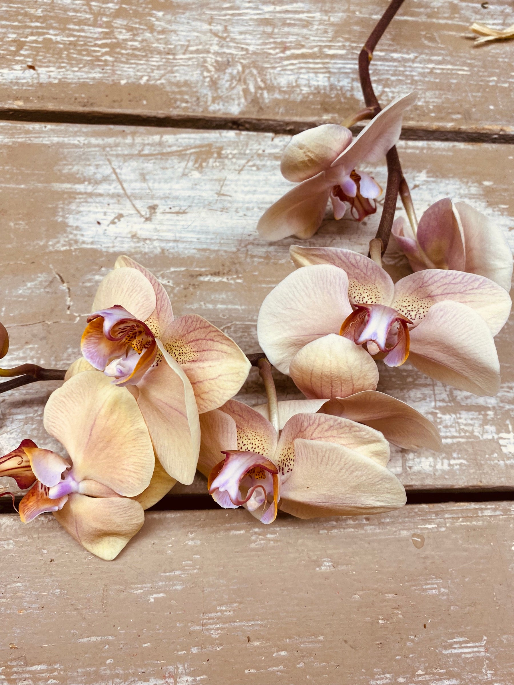 Orchidee bloem, Phalaenopsis bloem, zalm/roze, per 6 BLOEMEN