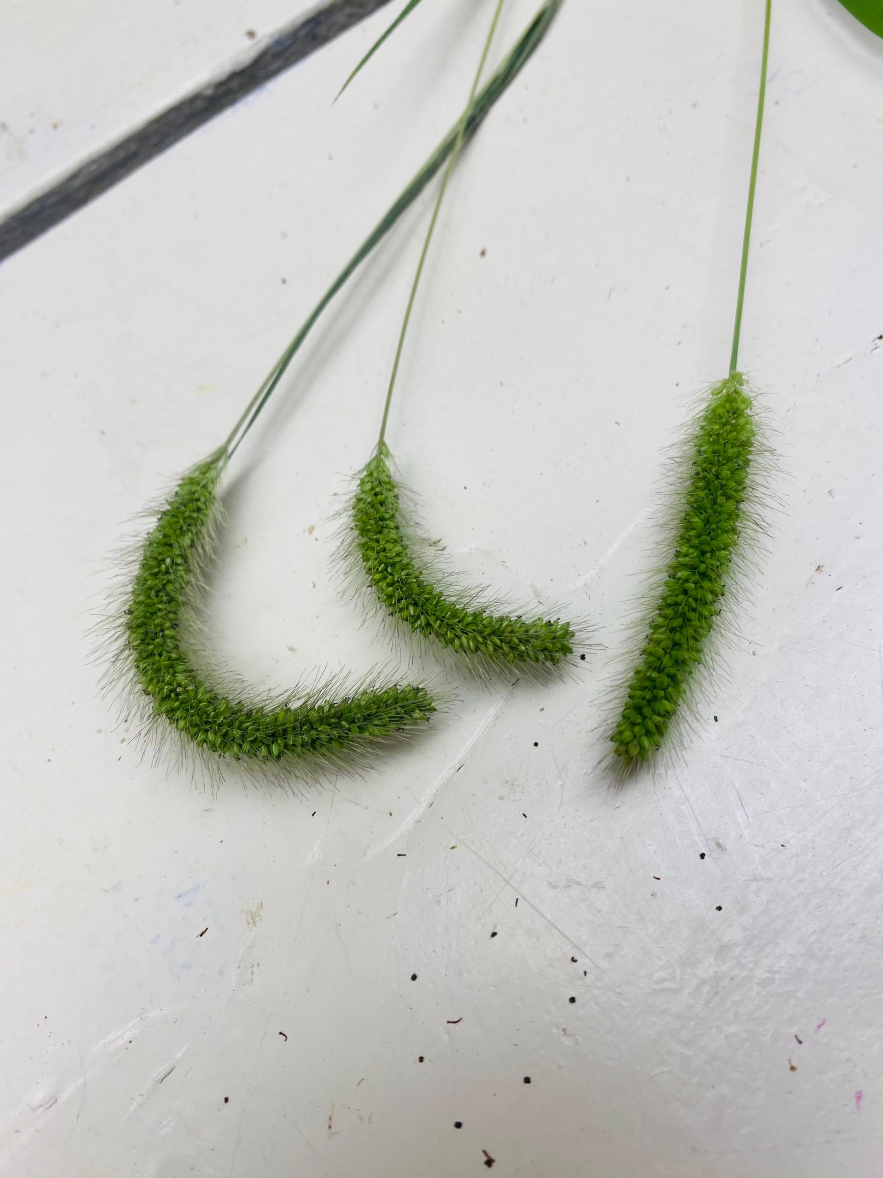 gras pluimen stelen, per 3 stuks
