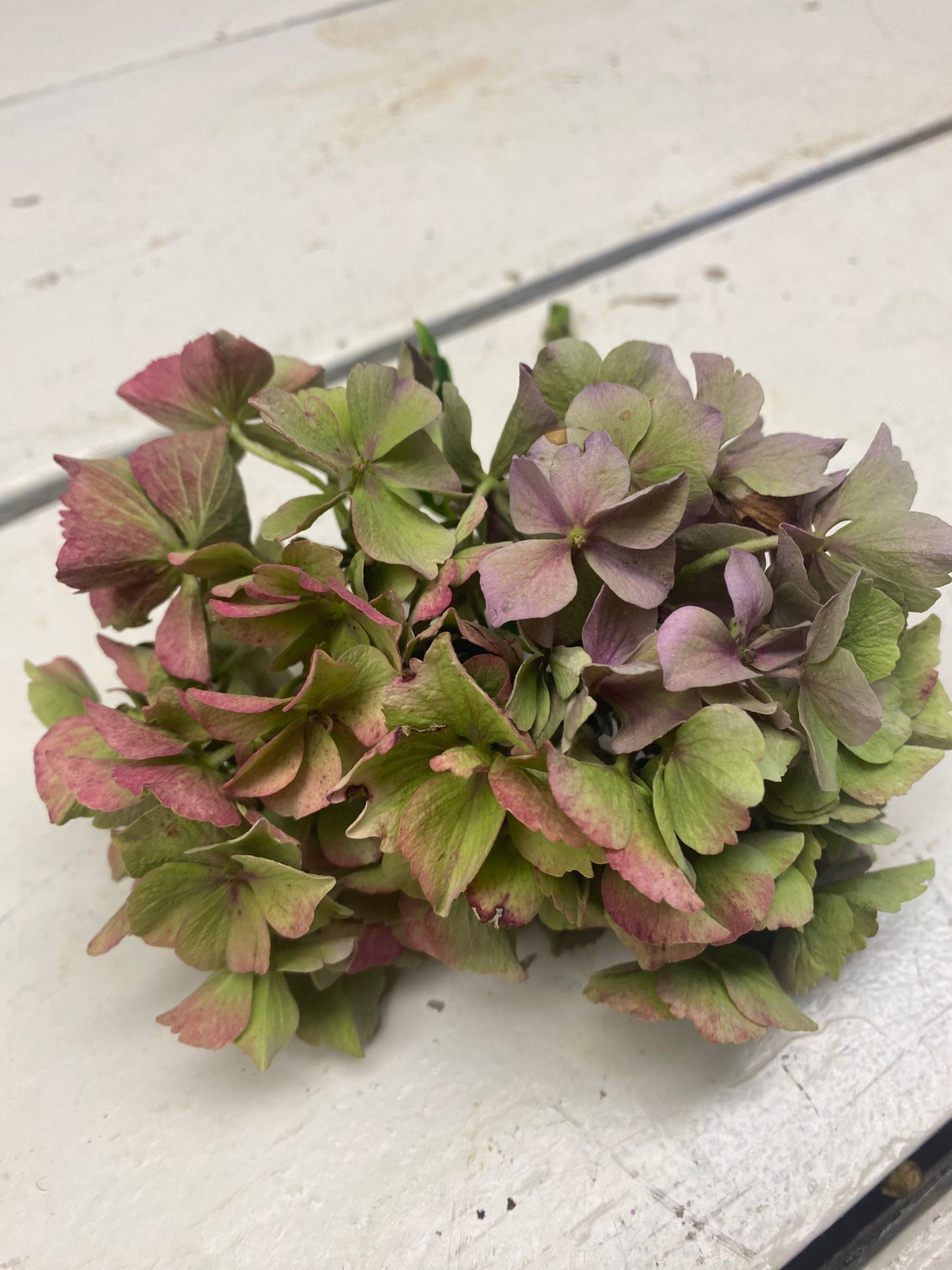 Hortensia Hydrangea, klein, roze/groen, per stuk