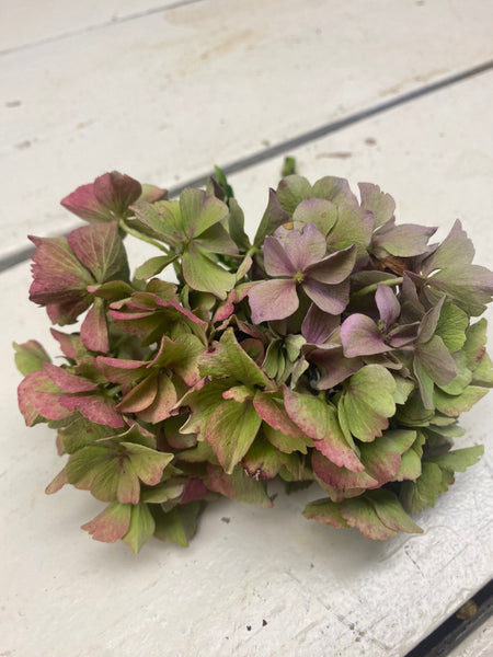 Hortensia Hydrangea, klein, roze/groen, per stuk