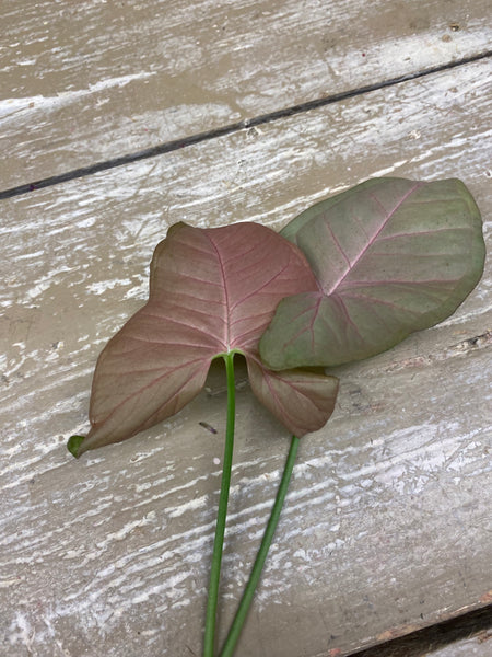 Blad Syngonium Neon Robusta, per 2 stuks