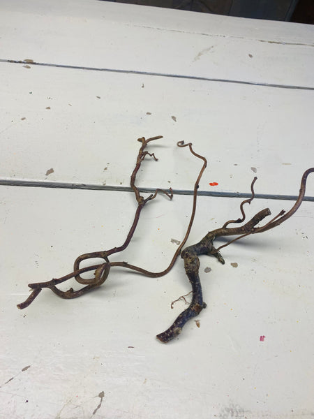 2 kleine Corylus takken, kronkeltak, Hazelaar, ±L10cm, per 2stuks