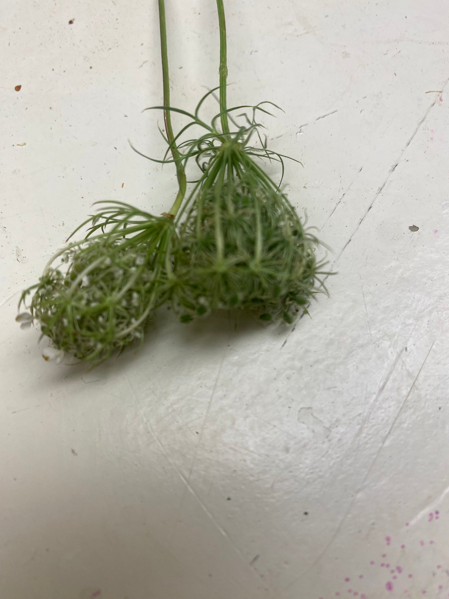 kleine Ammi Daucus corota, Wilde peen, Dille, per 20stuks wit/groen