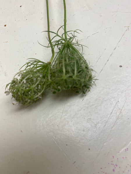 kleine Ammi Daucus corota, Wilde peen, Dille, per 20stuks wit/groen