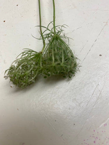 kleine Ammi Daucus corota, Wilde peen, Dille, per 20stuks wit/groen