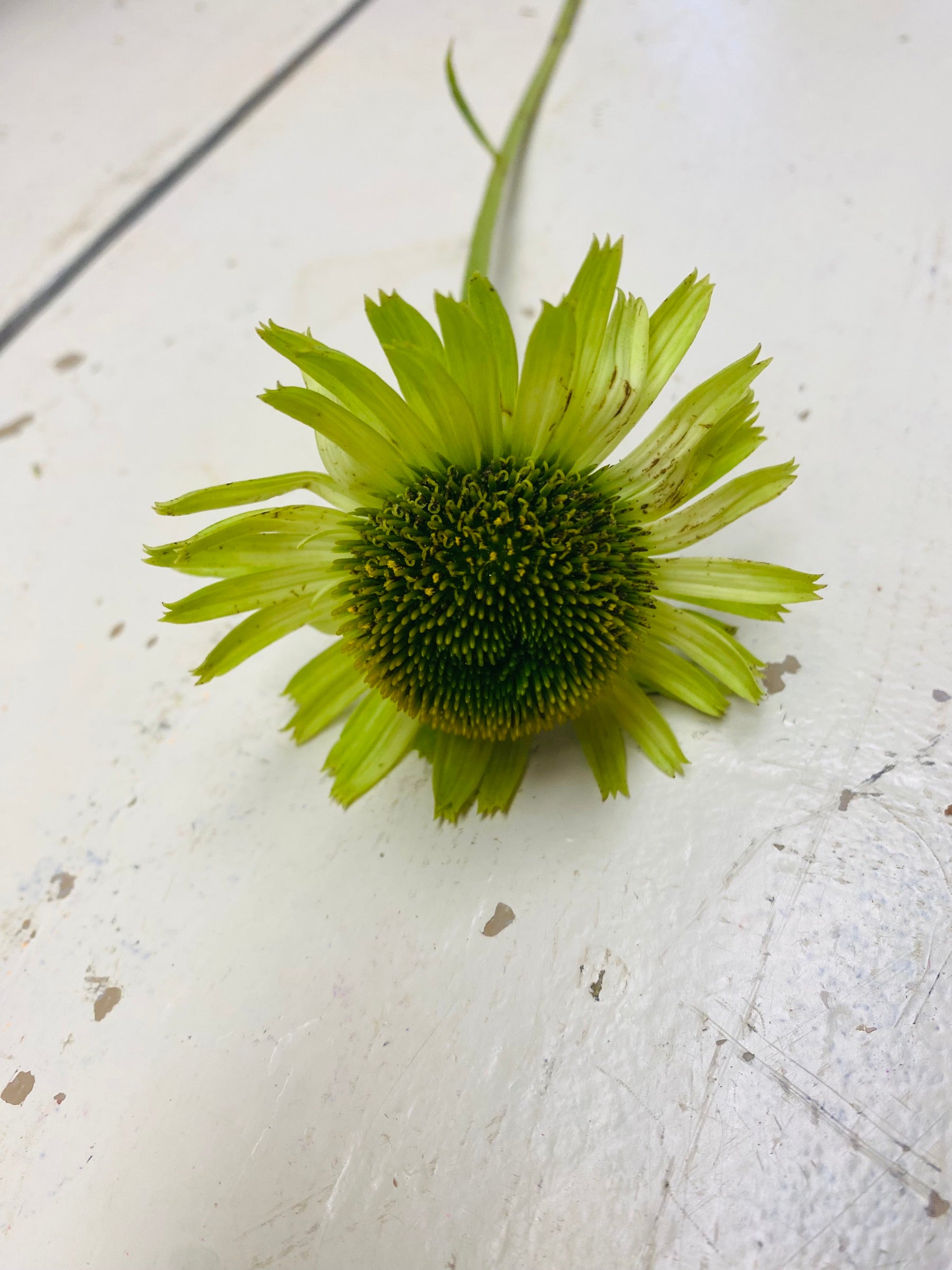 Echinacea, Zonnehoedje, groen/roze, per steel