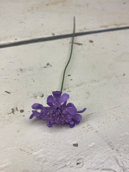 Scabiosa, lila, per stuk