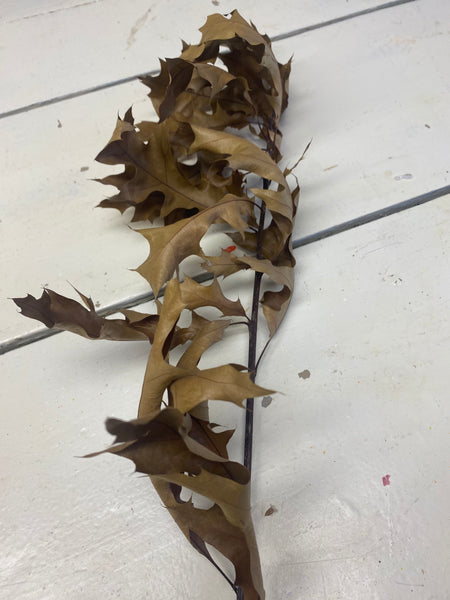 Gedroogd Eikenblad, Quercus, bruin, per steel