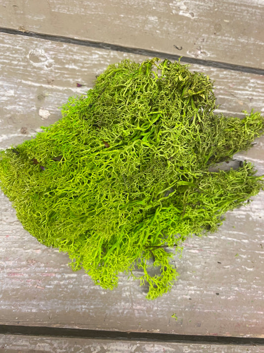 IJslandsmos lime groen 25 gram