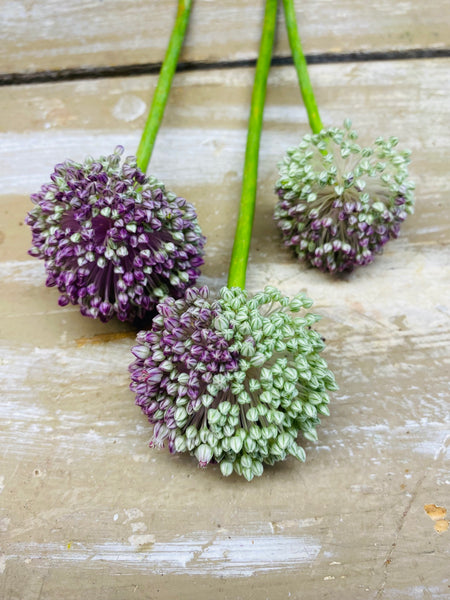 Allium bol Ampeloprasum, lila/paars, per stuk