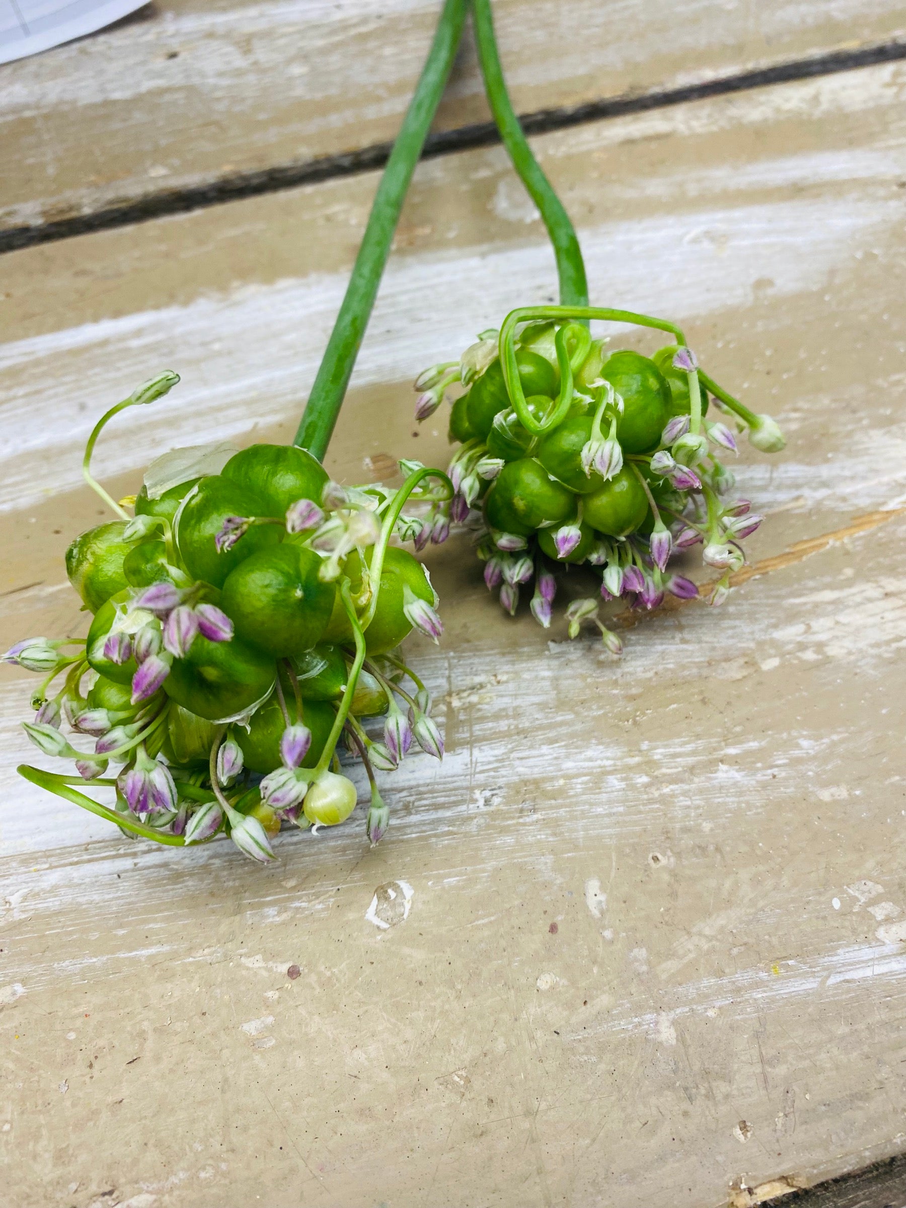 Allium Drops, paars, per stuk