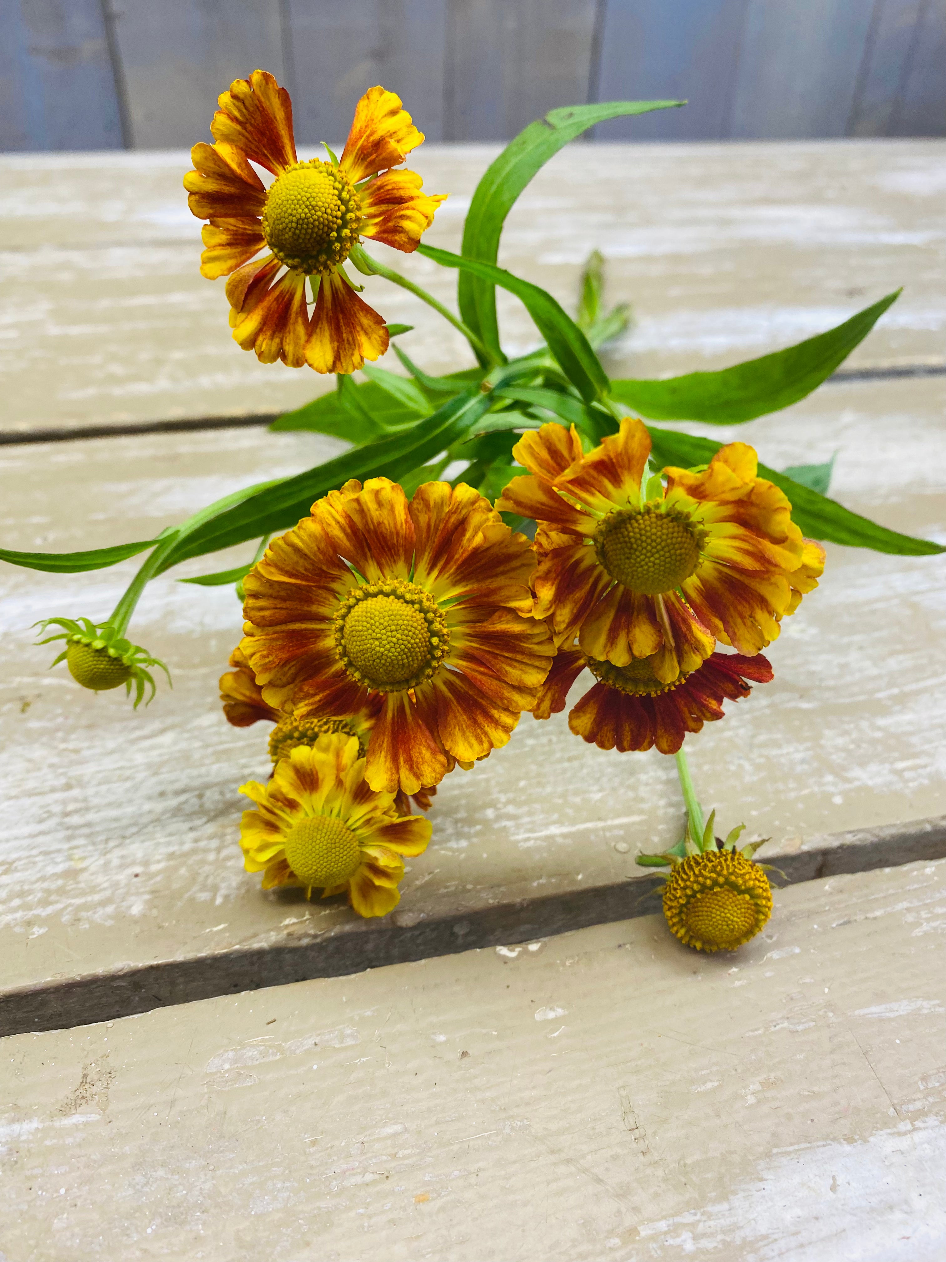 Helenium, geel/oranje, per steel,