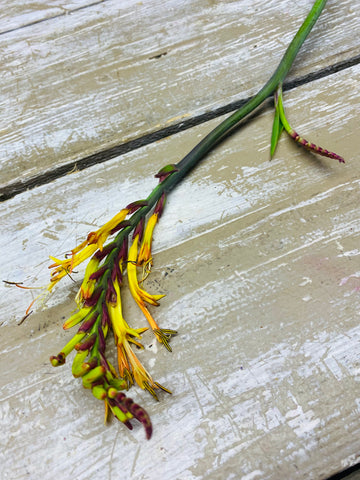 Chasmanthe Saturnus, geel/rood/oranje, per 4 stuks