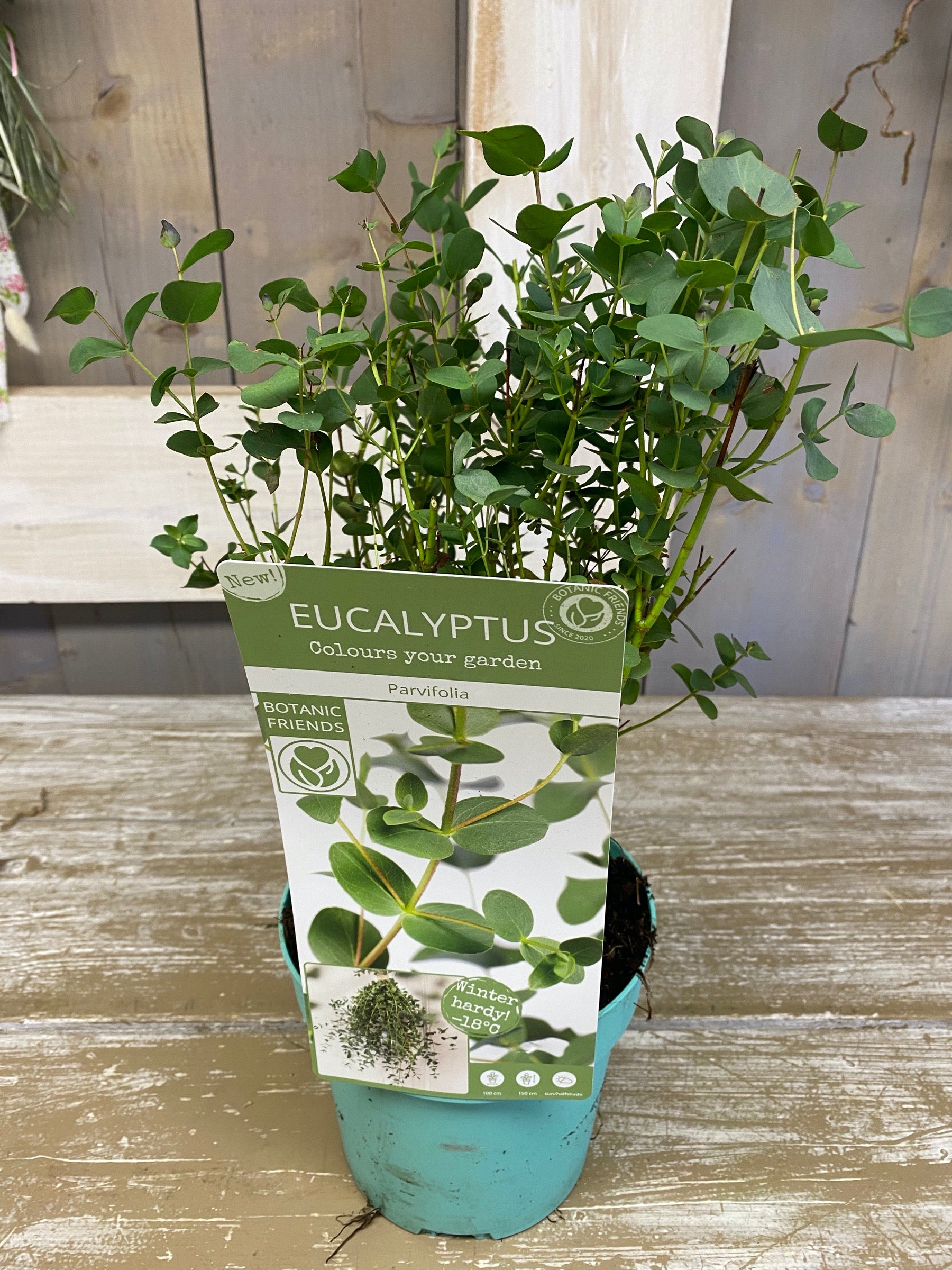 Eucalyptus Parvifolia, (hele fijne Eucalyptus) per plant/pot