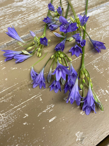 Triteleia bloem, per 6 stuks, lila/paars