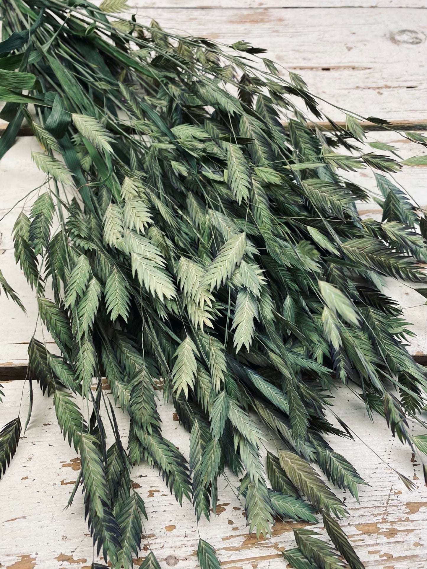 Chasmantium plat gras steel