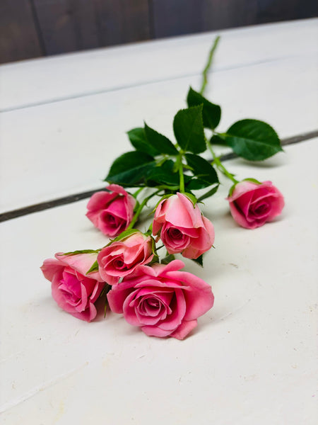 Trosroos, roze, per steel