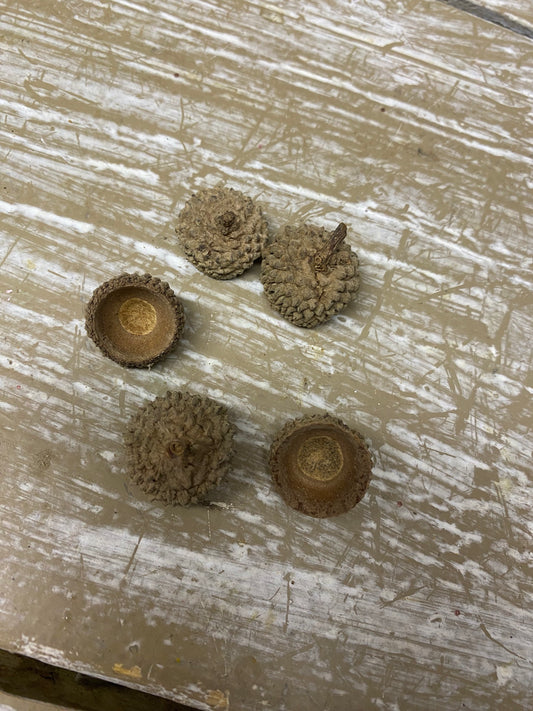 Eikel dopjes, eikel hoedjes, per 5 stuks