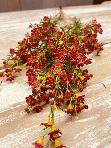 Chamelaucium, wax flower, rood / wit, per tak