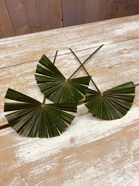 Chamaerops, klein blad, palm blad, per 3 stuks