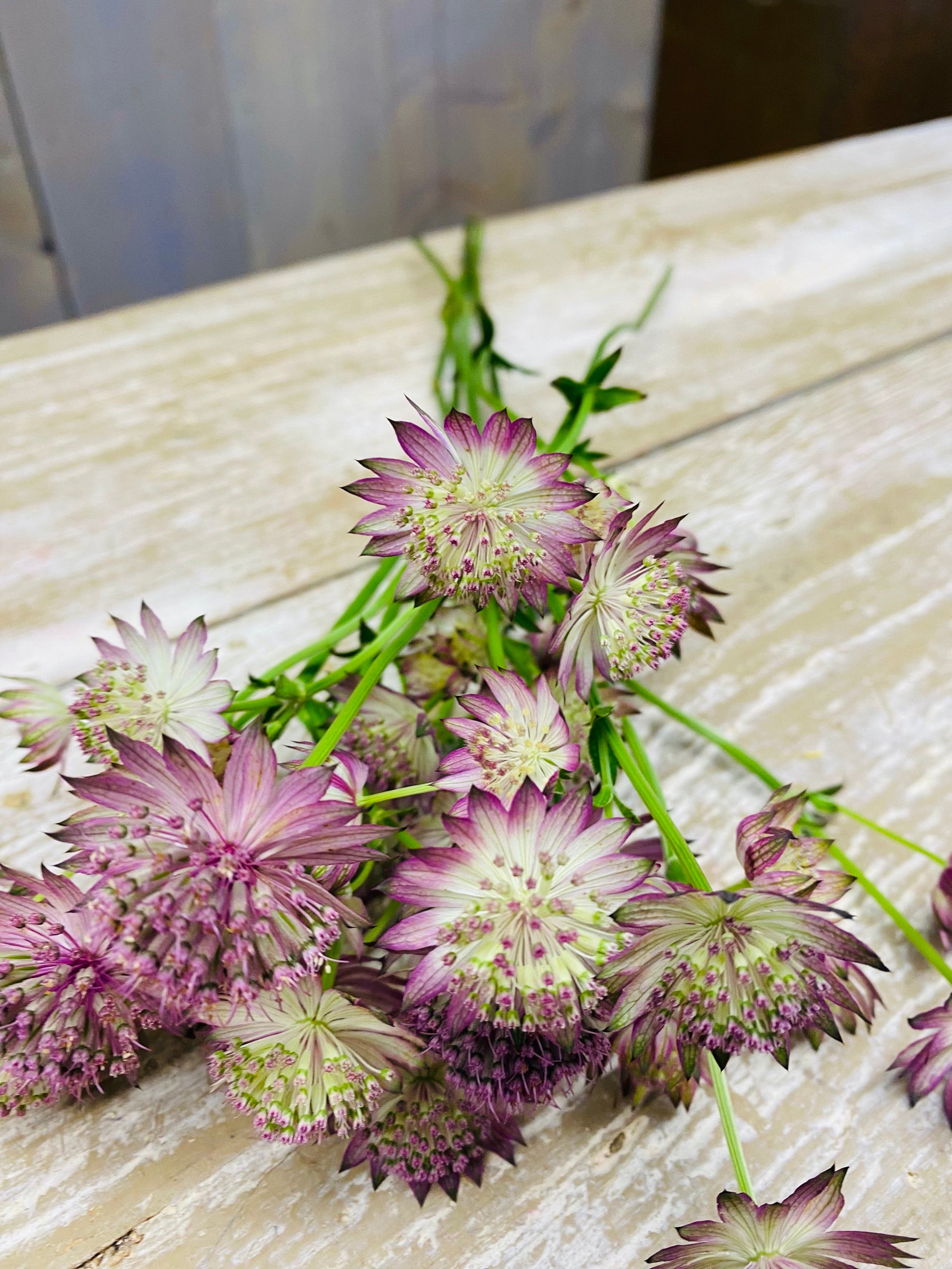 Zeeuws knoopje, Astrantia major, Roma, lila, per 5 stuk