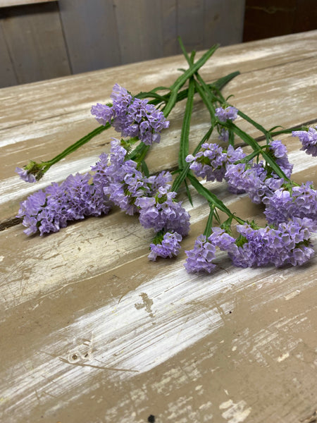 Limonium, Donau, lila, per 5 takjes