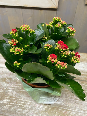 Kalangoe, 1 pot met meerdere knoppen, rood