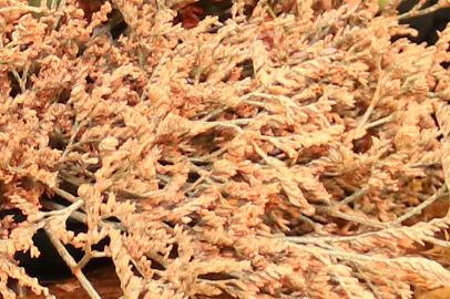 Limonium, Zalm kleurig, per tak