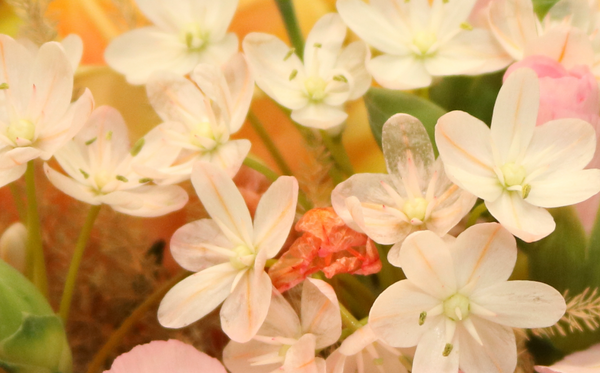 Allium Neopolitanum, roze / zalm per stuk
