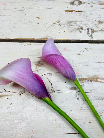 Calla Zantedeschia zacht roze
